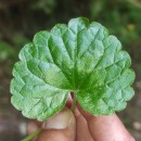 Glechoma hederacea L.Glechoma hederacea L.