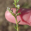 Corrigiola litoralis L.Corrigiola litoralis L.