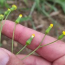 Senecio lividus L.Senecio lividus L.