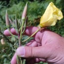 Oenothera glazioviana MicheliOenothera glazioviana Micheli