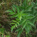 Sambucus nigra L.Sambucus nigra L.