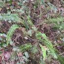 Struthiopteris spicant (L.) WeissStruthiopteris spicant (L.) Weiss