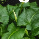 Zantedeschia aethiopica (L.) Spreng.Zantedeschia aethiopica (L.) Spreng.