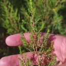 Erica erigena R. Ross R.RossErica erigena R. Ross R.Ross