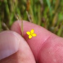 Cicendia filiformis (L.) DelarbreCicendia filiformis (L.) Delarbre
