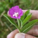 Epilobium hirsutum L.Epilobium hirsutum L.