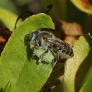Megachile sp. (Latreille, 1802)Megachile sp. Latreille, 1802