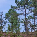 Pinus pinaster AitonPinus pinaster Aiton