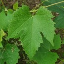 Vitis riparia Michx.Vitis riparia Michx.