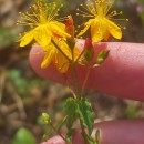 Hypericum undulatum Schousb. ex Willd.Hypericum undulatum Schousb. ex Willd.