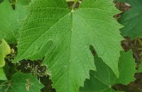 Vitis riparia Michx.Vitis riparia Michx.