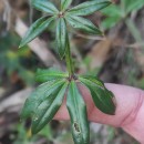 Rubia peregrina L.Rubia peregrina L.