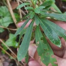 Euphorbia amygdaloides L.Euphorbia amygdaloides L.