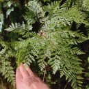 Davallia canariensis (L.) Sm.Davallia canariensis (L.) Sm.