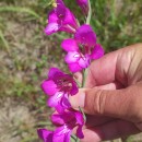 Gladiolus communis L.Gladiolus communis L.