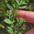 Polygonum arenastrum BoreauPolygonum arenastrum Boreau