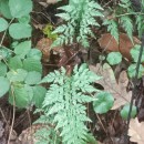 Asplenium onopteris L.Asplenium onopteris L.