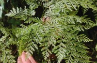 Davallia canariensis (L.) Sm.Davallia canariensis (L.) Sm.