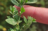 Polygonum arenastrum BoreauPolygonum arenastrum Boreau