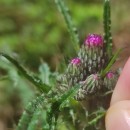Cirsium palustre (L.) Scop.Cirsium palustre (L.) Scop.
