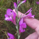 Gladiolus communis L.Gladiolus communis L.