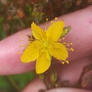 Hypericum undulatum Schousb. ex Willd.Hypericum undulatum Schousb. ex Willd.
