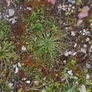 Plantago coronopus L.Plantago coronopus L.