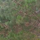 Pinus radiata D. DonPinus radiata D. Don