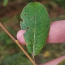 Salix atrocinerea Brot.Salix atrocinerea Brot.