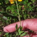 Lotus pedunculatus Cav.Lotus pedunculatus Cav.