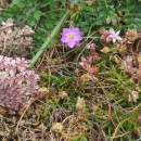 Spergularia melanocaulos MerinoSpergularia melanocaulos Merino