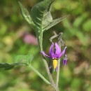 Solanum dulcamara L.Solanum dulcamara L.