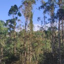 Eucalyptus globulus Labill.Eucalyptus globulus Labill.