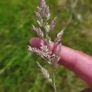 Holcus lanatus L.Holcus lanatus L.