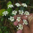 Physospermum cornubiense (L.) DC.Physospermum cornubiense (L.) DC.