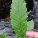 Castanea sativa Mill.Castanea sativa Mill.