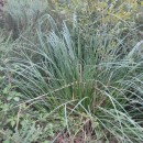 Cortaderia selloana (Schult. & Schult. fil) Asch. & Graebn.Cortaderia selloana (Schult. & Schult. fil) Asch. & Graebn.