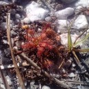 Drosera intermedia HayneDrosera intermedia Hayne