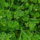 Medicago arabica (L.) Huds.Medicago arabica (L.) Huds.