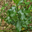 Ilex aquifolium L.Ilex aquifolium L.