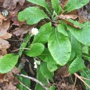 Primula vulgaris Huds.Primula vulgaris Huds.