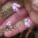 Erica australis L.Erica australis L.