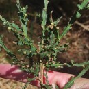Genista tridentata L. subsp. cantabrica (Spach) NymanGenista tridentata L. subsp. cantabrica (Spach) Nyman