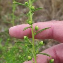 Dittrichia graveolens (L.) Desf.Dittrichia graveolens (L.) Desf.