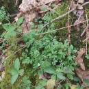 Ceratocapnos claviculata (L.) LidénCeratocapnos claviculata (L.) Lidén