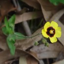 Tuberaria guttata (L.) Fourr.Tuberaria guttata (L.) Fourr.