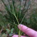 Isolepis fluitans (L.) R.Br.Isolepis fluitans (L.) R.Br.