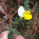 Cytisus commutatus (Willk.) Briq.Cytisus commutatus (Willk.) Briq.