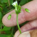 Cerastium fontanum Baumg. subsp. vulgare (Hartm.) Greuter & BurdetCerastium fontanum Baumg. subsp. vulgare (Hartm.) Greuter & Burdet