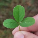 Potentilla montana Brot.Potentilla montana Brot.
